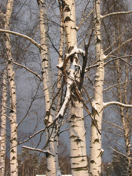 Загогулина