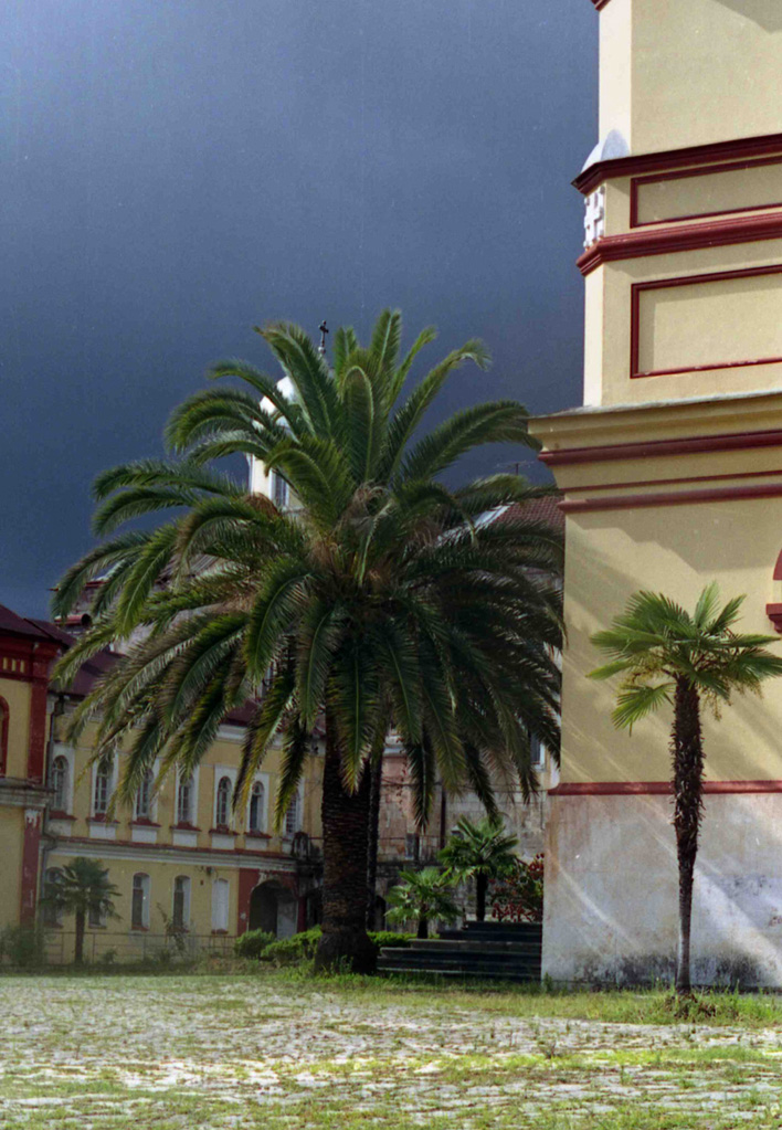 Афонская пальма