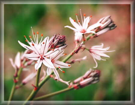 Лесная лилия