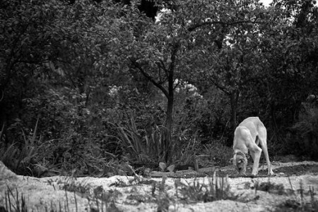 Володькина скотина 2