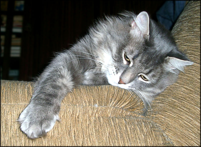 Портрет скучающего кота!!!