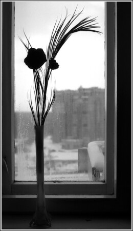 Сон зимнего дня