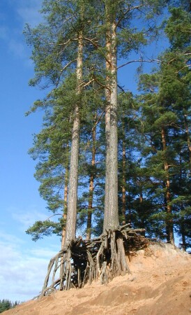 Цепкие корни