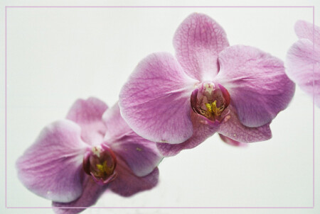 Безмолвный полёт орхидей