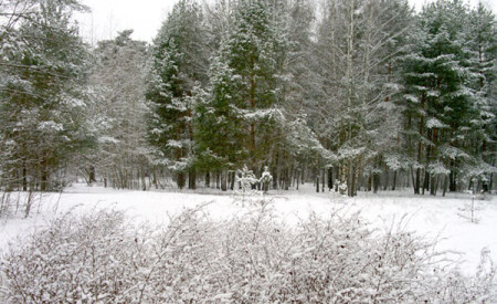 Новогодний лес