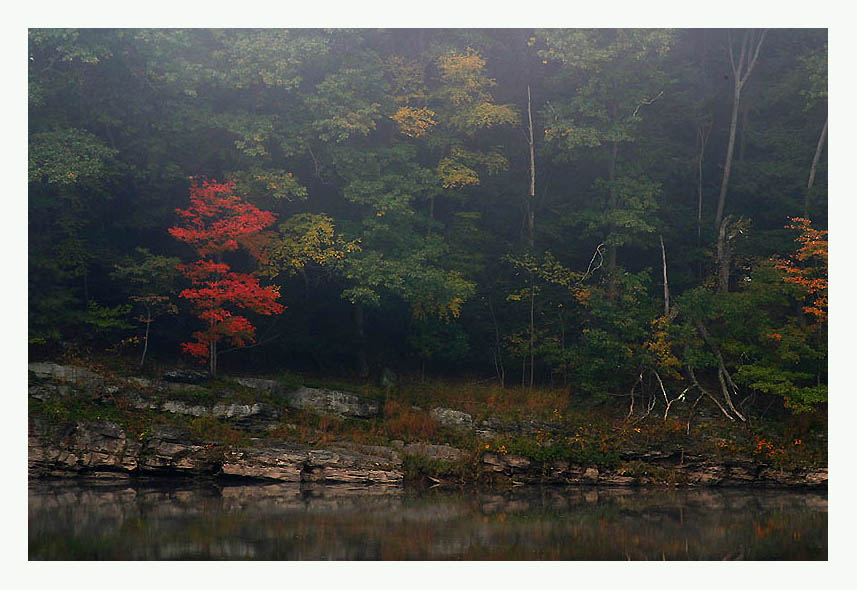 Red tree in a foggy morning