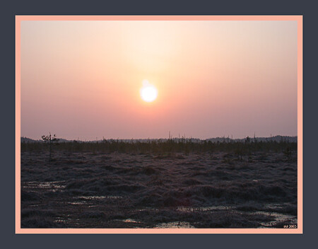 Утро на болоте.