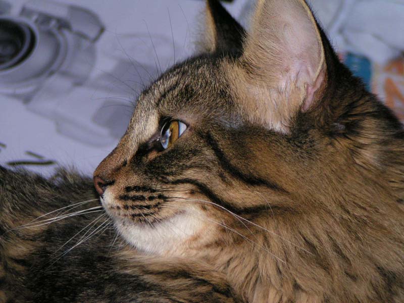 Мой кот