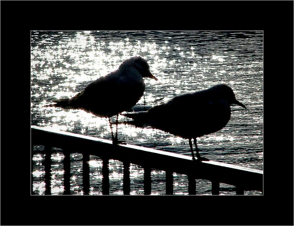 Birds: Двоеночество
