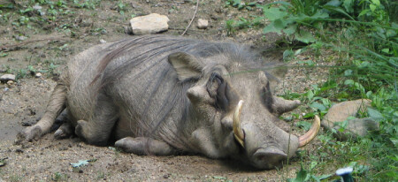 Вот это свинья