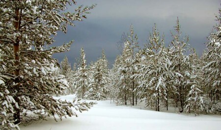 Перед снегопадом