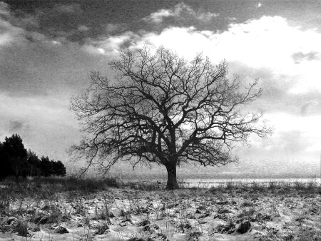 Одинокий дуб у берега