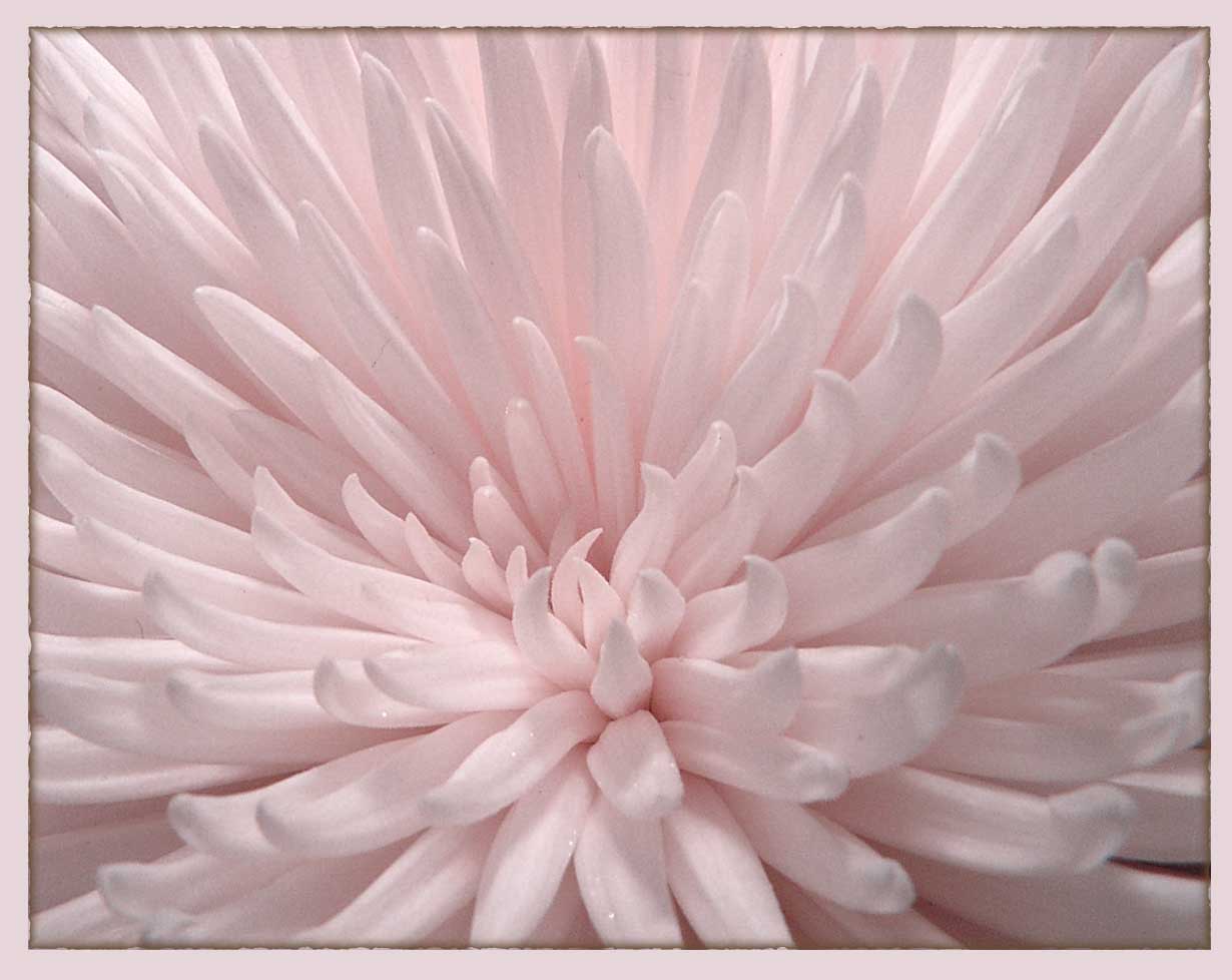 -pink-