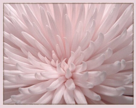 -pink-
