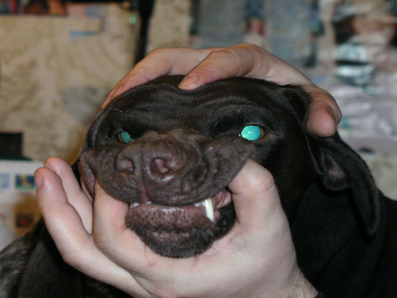 BAD DOG 3