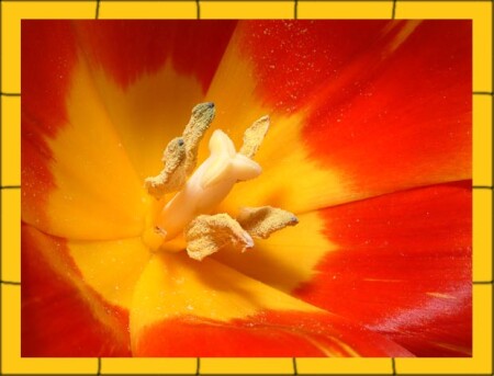 -tulip-
