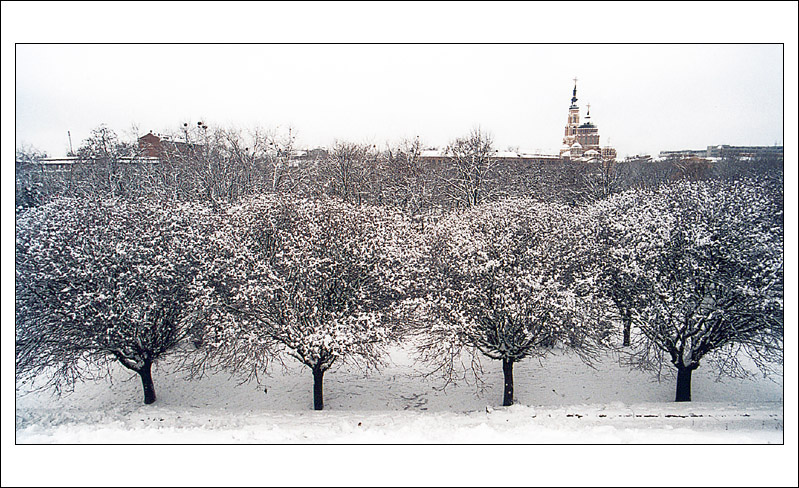 Четыре дерева
