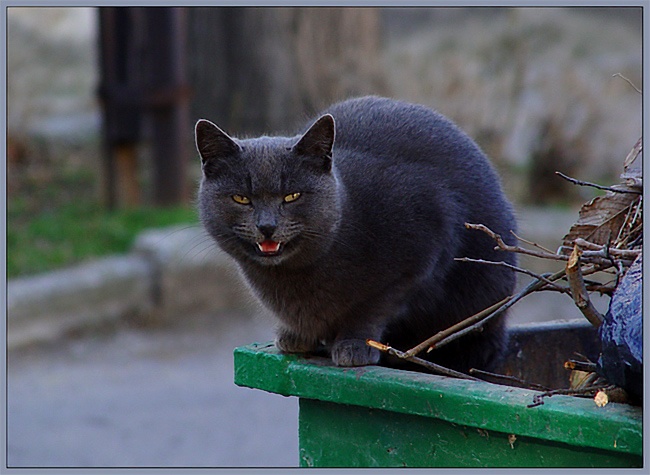 Хозяин мусорки