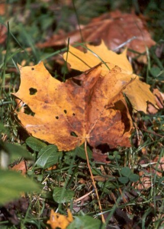 Осень пришла