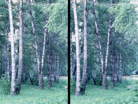 Берёзовая аллея. Стереопара