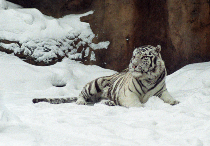 Zoo: &quot;Снежный хищник&quot;