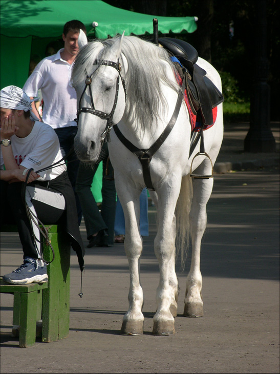 Лошадка