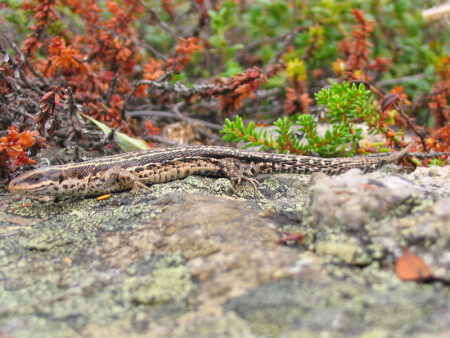 Маленькая бестия :)
