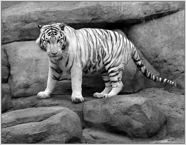 Котя-2