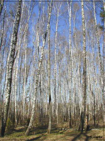 Березовая роща