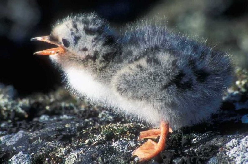 baby seagull