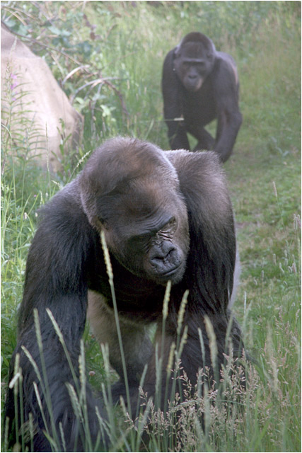 Zoo: &quot;Здесь чужие не ходят...&quot;