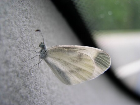 нежность в пути...