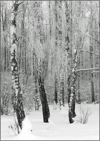 Зимний лес 2.