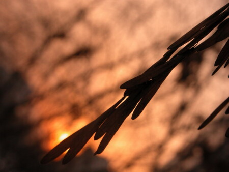 последний лист