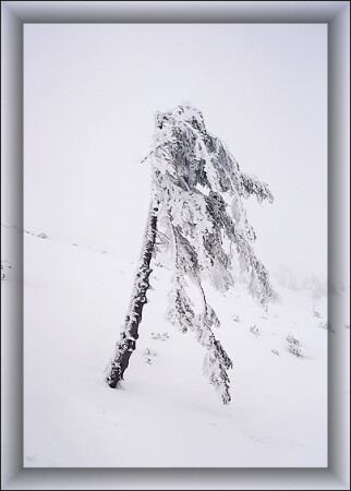 Усыпленная Ветрами 