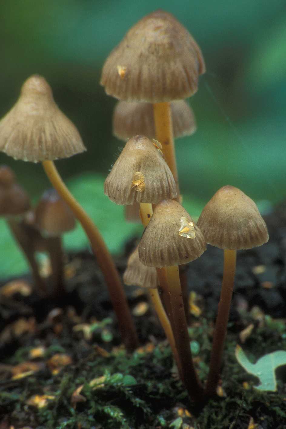 Moscow mushrooms 1