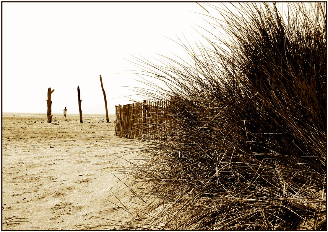 Camargue