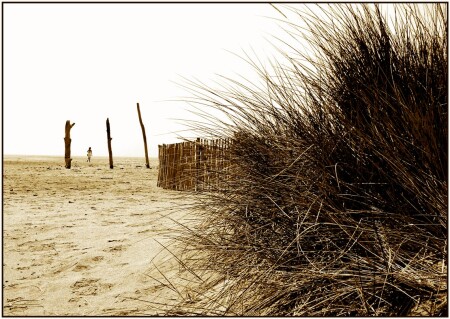 Camargue
