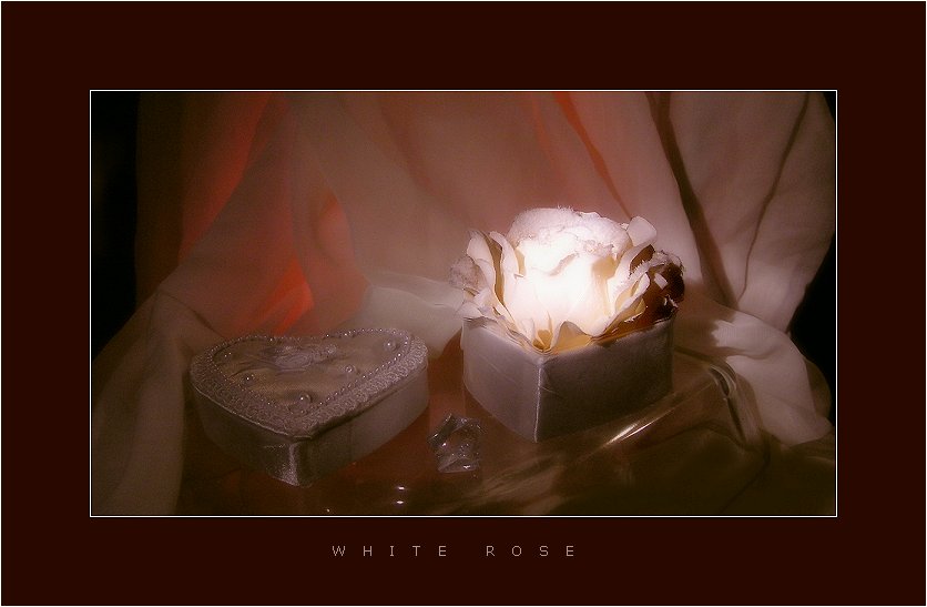 W h i t e R o s e 