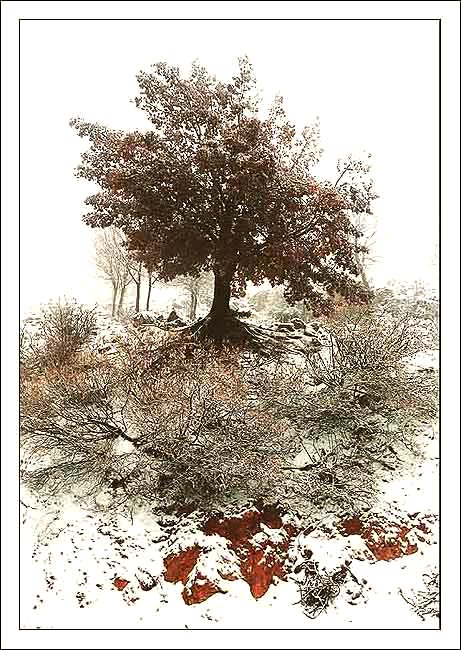 Lonely Oak on a mountain Hermon.