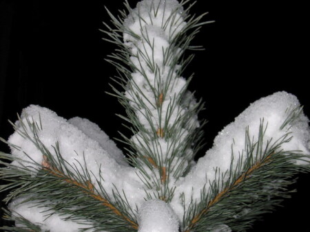 Сосна в ночи