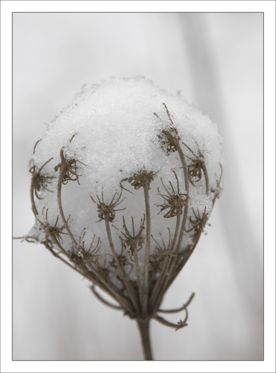 Snow lace 2