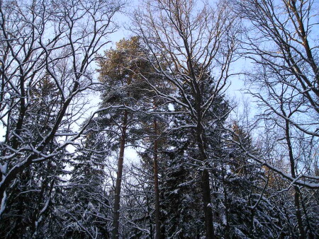 Рождественское небо 