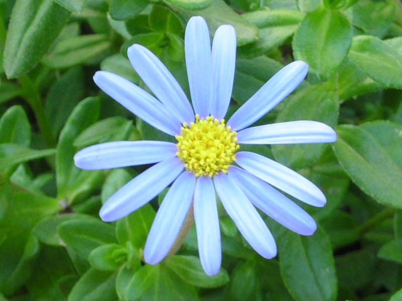 Цветы № 508