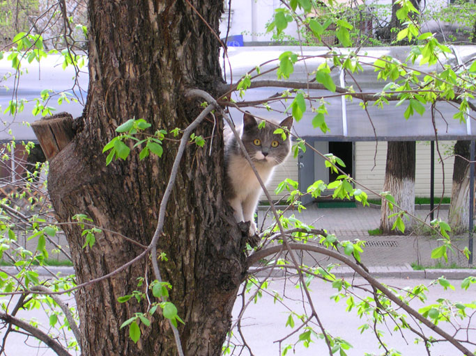 кот-папараци