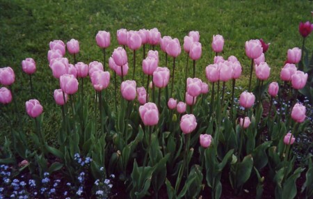 Тюльпанчики