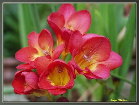 Red Freesia