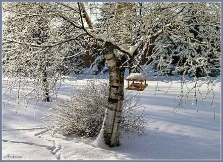 Кормление птиц в ясный морозный день.