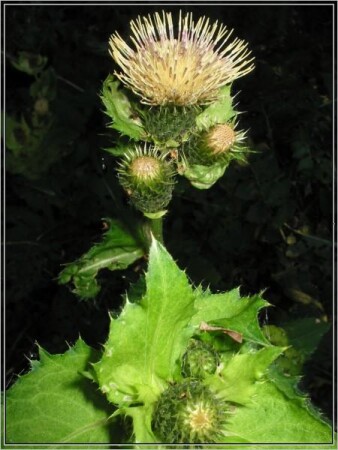 к чертям чертополох