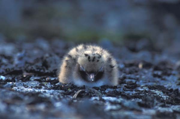 baby seagull 2